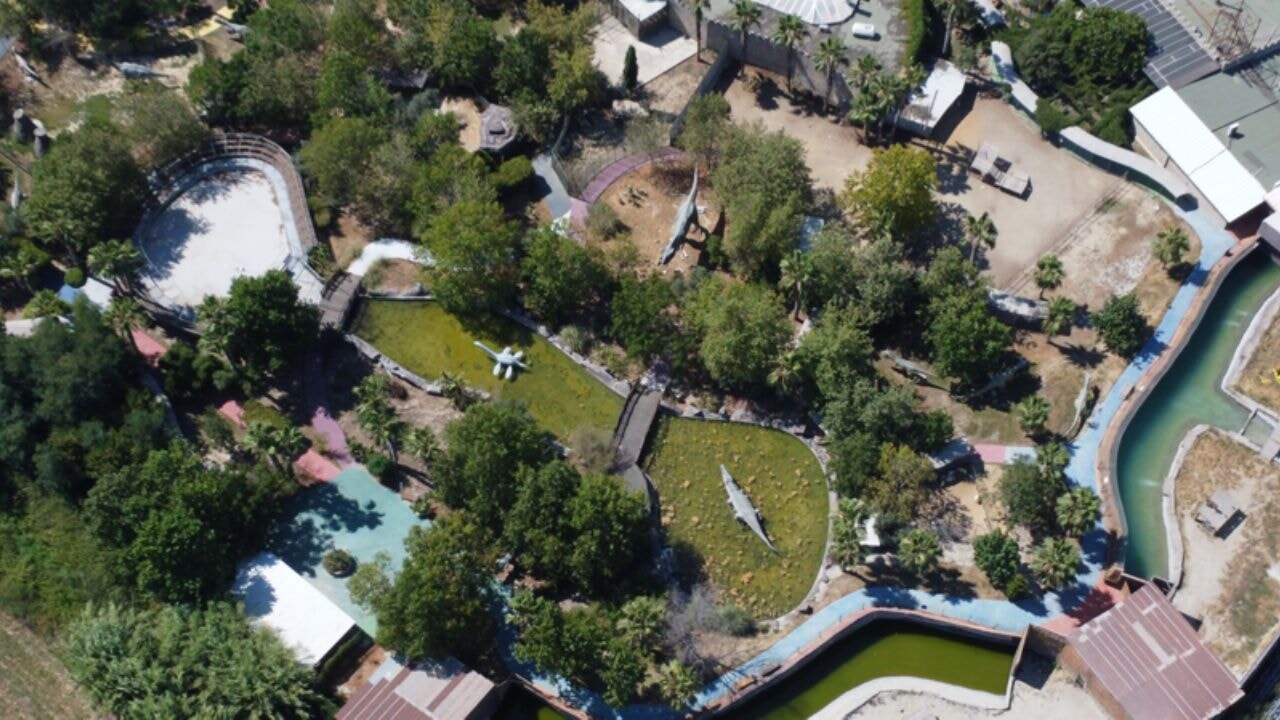 mersinde bir kisiyi yaralayan aslan vurularak olduruldu