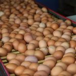 resmi gazetede yayimlandi yumurta artik kayda bagli QeYaZZzl