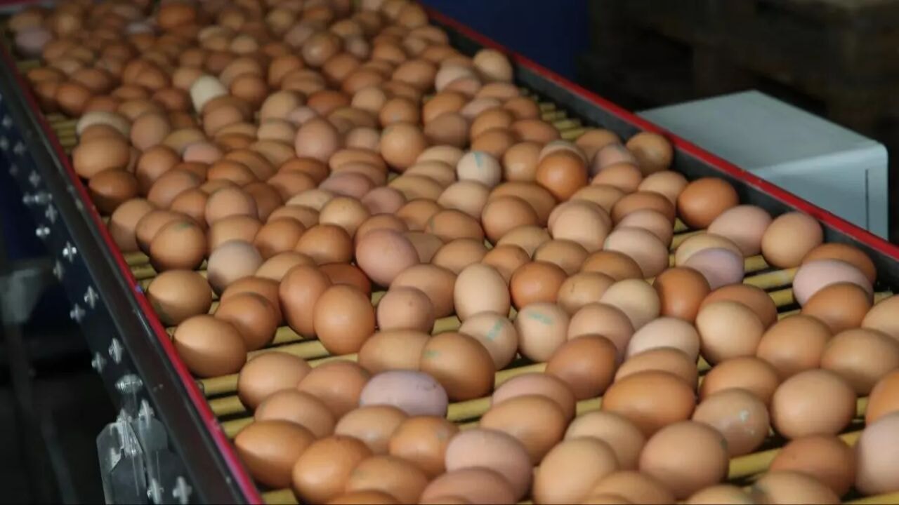 resmi gazetede yayimlandi yumurta artik kayda bagli QeYaZZzl