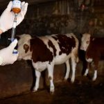 tarim bakanligi sap hastaligina karsi alarma gecti rQqJMJjw