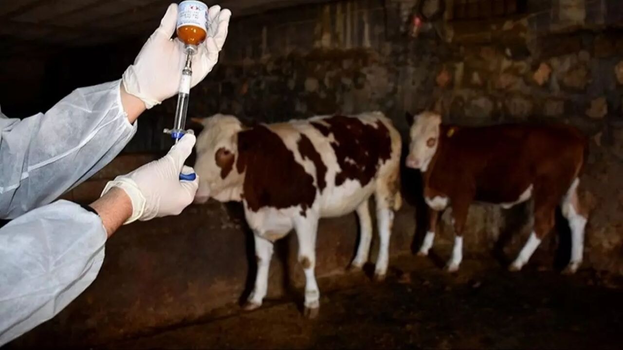 tarim bakanligi sap hastaligina karsi alarma gecti rQqJMJjw