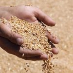 tmo hububat alim bedellerini ureticilerin hesaplarina aktarmaya basladi Cf7gFC5p