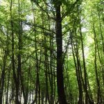 turkiye genelinde ormana giris yasagi JSxLBjdB