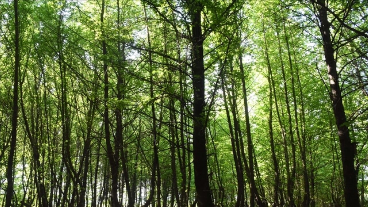 turkiye genelinde ormana giris yasagi