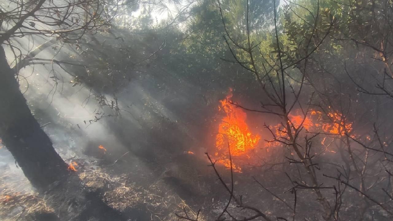 dmmden ormanlar talan edildi iddiasina cevap 1j9ltkkj