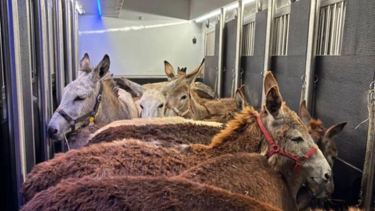 israil ordusu gazzedeki esekleri fransaya kacirdi 1tmA6kaZ