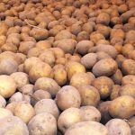 patatesin sirri cozuldu atalarindan biri cok sasirtacak NGYJj4s1