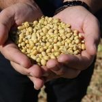 yeni tarim destegi aciklandi soya ureticisine ek odeme r8z23NIb