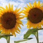 aycicek alim fiyati aciklandi aekbRzd7