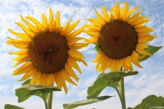 aycicek alim fiyati aciklandi aekbRzd7