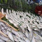 bu haberi okumadan balik almayin UATwsKhk