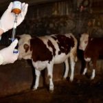 ciftcilere kritik uyari virusle mucadelede tek tedavi asi umEbZMz8