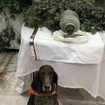 elazigda uyusturu operasyonu1 tutuklama gplmu6DI