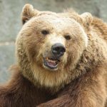 kremlinden trumpa rusya bir ayidir jiXMgIX2