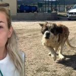 kuduz kopek davasinda karar buket ozgunlu boyaci hakkinda karar ZGdzplKN