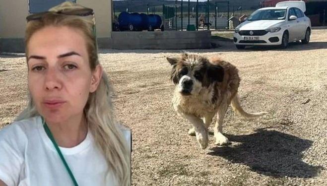 Kuduz köpek davasında karar: Buket Özgünlü Boyacı hakkında karar 71 kuduz kopek davasinda karar buket ozgunlu boyaci hakkinda karar ZGdzplKN