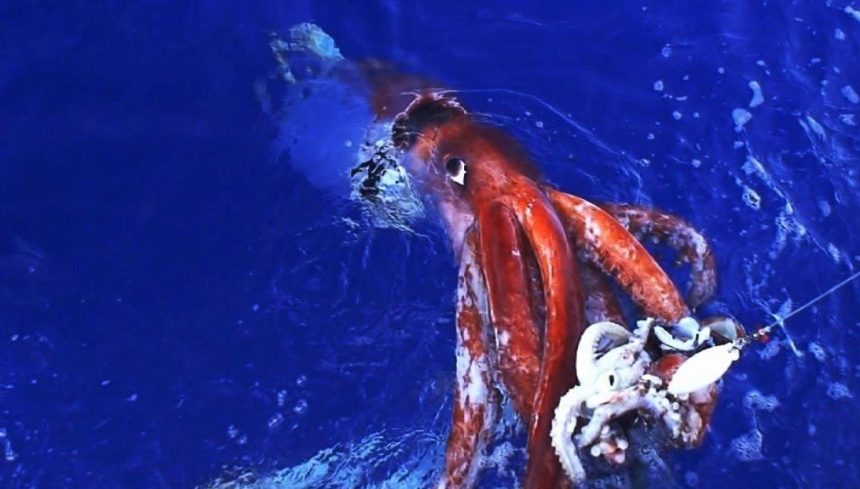 Mürekkep balıkları, çocuklara yönelik zeka testini geçti 71 murekkepbaliklari cocuklara yonelik zeka testini gecti YTIVZkmZ