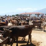 34 koye sap karantinasi ikinci bir duyuruya kadar yasaklandi yTO1lGes