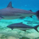 akdenizde zararsiz bir kopek baligi birinci defa insan oldurdu wE17pZc4