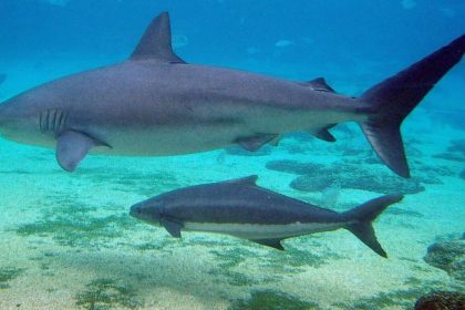 akdenizde zararsiz bir kopek baligi birinci defa insan oldurdu wE17pZc4