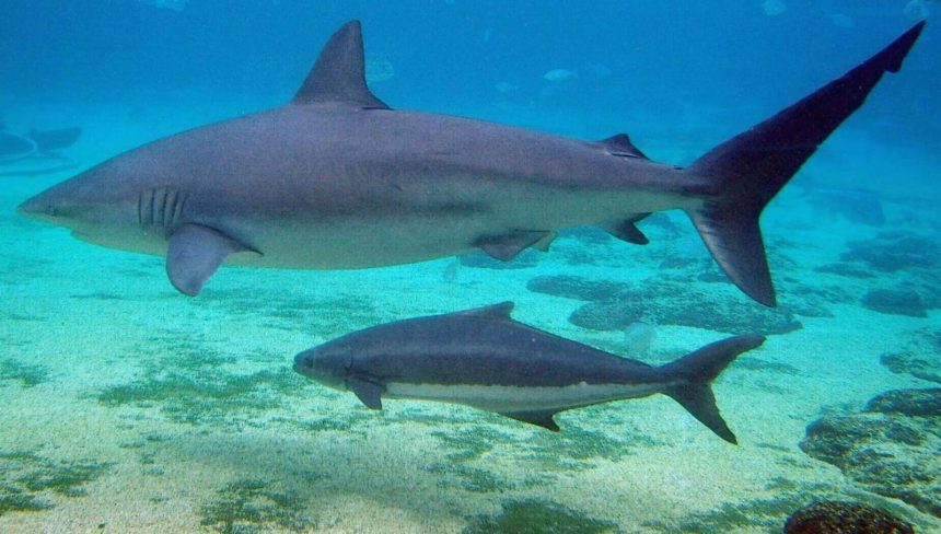 akdenizde zararsiz bir kopek baligi birinci defa insan oldurdu wE17pZc4