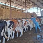 aydinda sap hastaligi 34 mahalle karantinaya alindi sTKFaBCu