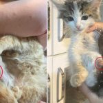 baglama buyusu icin sokak hayvanlarinin uzuvlarini kesmisler aPsq2MZJ