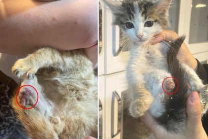 baglama buyusu icin sokak hayvanlarinin uzuvlarini kesmisler aPsq2MZJ