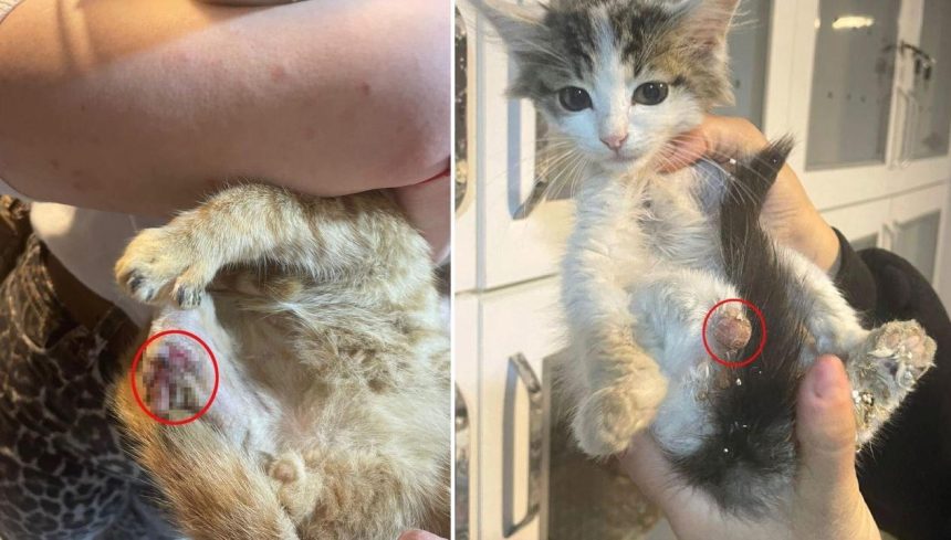 baglama buyusu icin sokak hayvanlarinin uzuvlarini kesmisler aPsq2MZJ