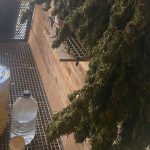 bursada guvercin kumesine gizlenmis uyusturucubulundu pPVE1mqW