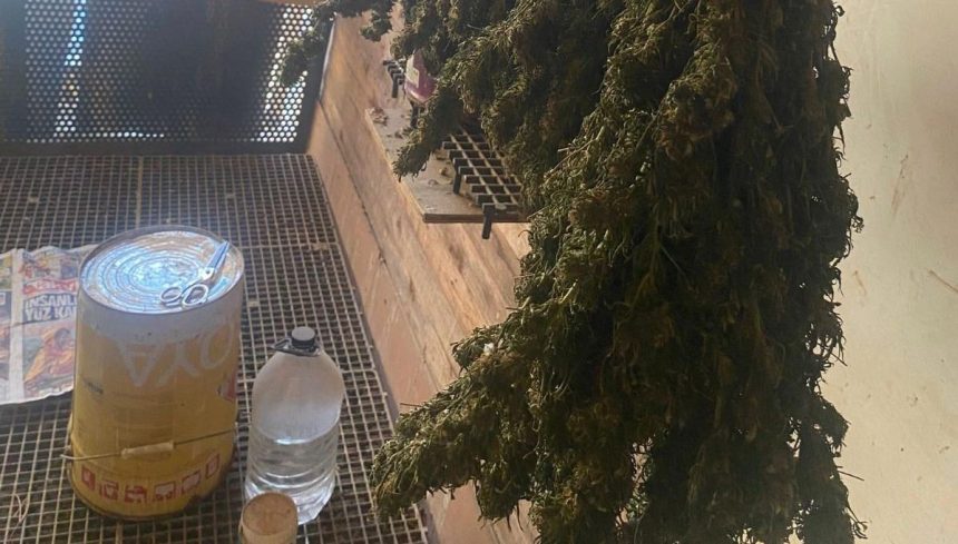 bursada guvercin kumesine gizlenmis uyusturucubulundu pPVE1mqW