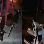 dama cikan inek vincle indirildi aKyuKvbe