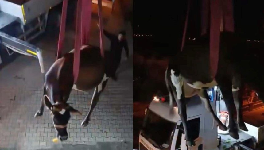 Dama çıkan inek vinçle indirildi 71 dama cikan inek vincle indirildi aKyuKvbe