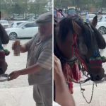 dugunde reaksiyon ceken imajlar bira verilen at alkol bagimlisi olmus NX71vxee