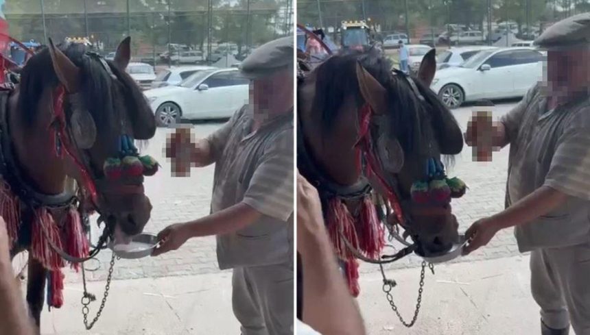 Düğünde reaksiyon çeken imajlar: Bira verilen at alkol bağımlısı olmuş 71 dugunde reaksiyon ceken imajlar bira verilen at alkol bagimlisi olmus NX71vxee