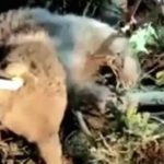 duzcede ayi dikenli tellerde mahsur kaldi yldlL1ST