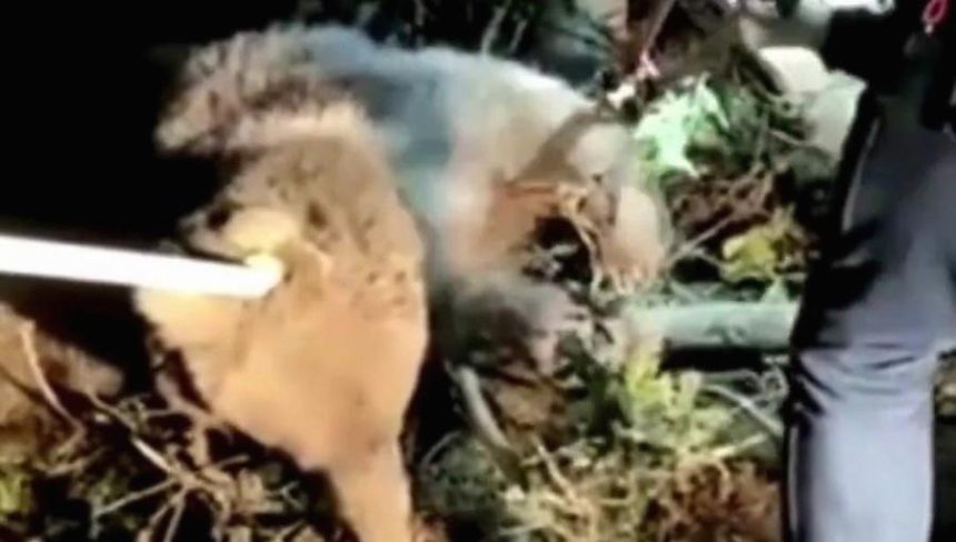 Düzce'de ayı dikenli tellerde mahsur kaldı 71 duzcede ayi dikenli tellerde mahsur kaldi yldlL1ST