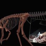 en eski dinozorun kemikleri bulundu dBhmkipf