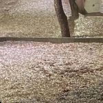 findik buyuklugunde dolu yagdi PIUvJ1uW