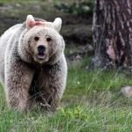 hakkaride ayi saldirisi nsD1HNWu