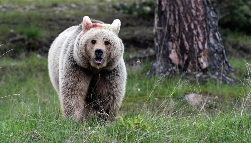 hakkaride ayi saldirisi nsD1HNWu