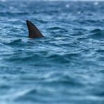 hatayda teknenin halatina kopek baligi dolandi rjhtmUi8