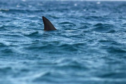 hatayda teknenin halatina kopek baligi dolandi rjhtmUi8