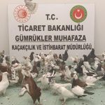 hudutta cancan operasyonu dRyWzATm