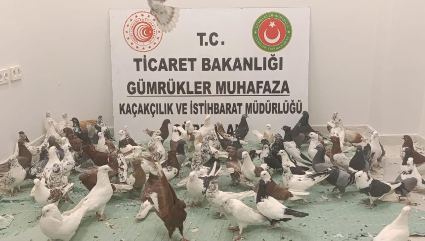 Hudutta "cancan" operasyonu 71 hudutta cancan operasyonu dRyWzATm