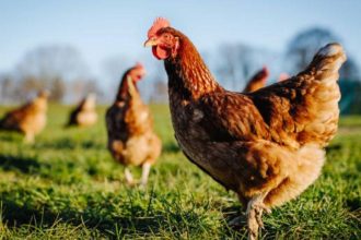 kanatlilarda vitamin eksiklikleri ve cozum onerileri dpytG6tO