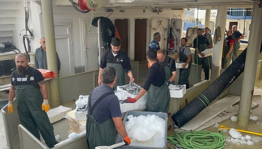 karadenizden kasalarca hamsi cikti AmrfLFev