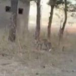 karsta tilkiler yerlesim yerlerinde cirit atiyor mIQwVNdX