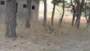 karsta tilkiler yerlesim yerlerinde cirit atiyor mIQwVNdX