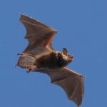 kimi yarasa cesitlerinin uv isikta parladigi kesfedildi z5GOa1Ju